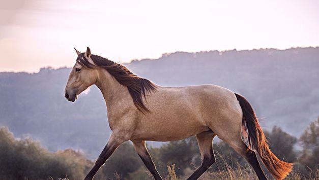 属马人的事业贵人属相，属马人2022 年运势及运程