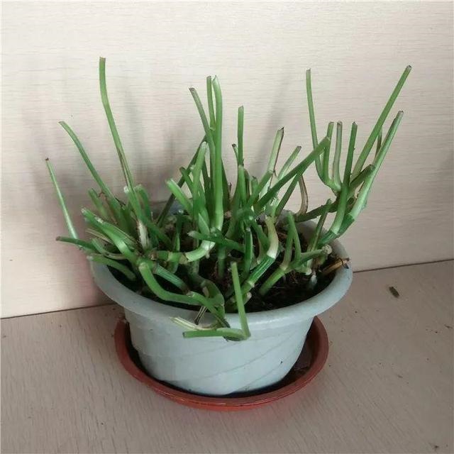 老鼠不喜欢什么植物，负鼠不喜欢什么植物