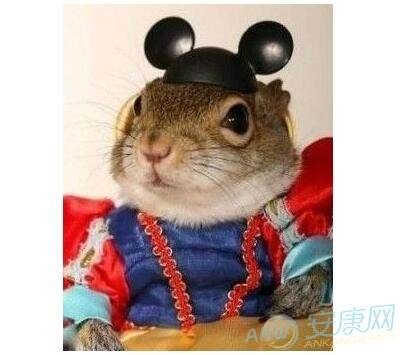 属鼠的不宜配什么属相,96鼠女和99兔男相配吗