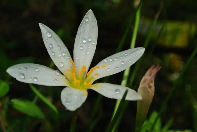 属鼠的女人阴险吗，84年属鼠男人