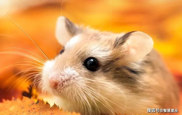 属鼠人出生月份,属鼠哪个月份出生更好