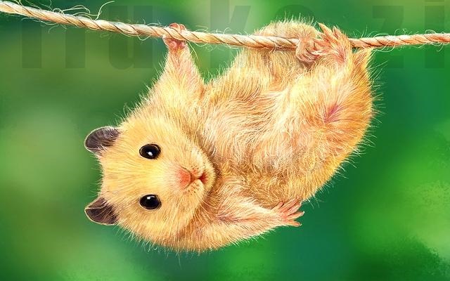 喜欢鼠类的人性格，喜欢猫的女生心理学