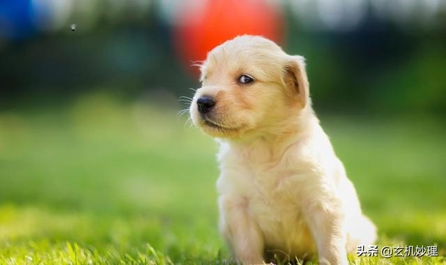 怎么查个人黄历运势，今日运势查询黄历