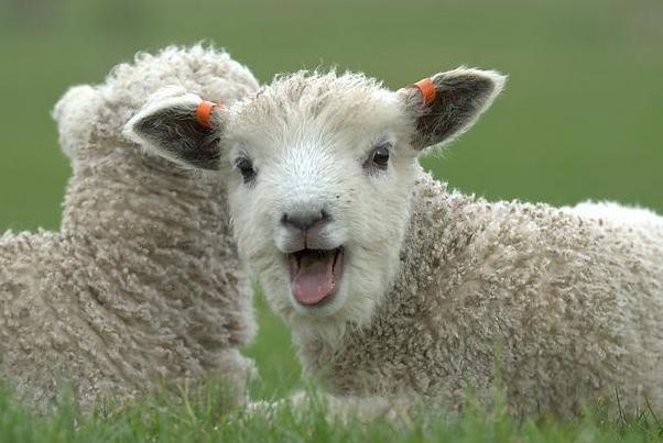 属羊什么时候转运，属羊男什么时候开始旺运