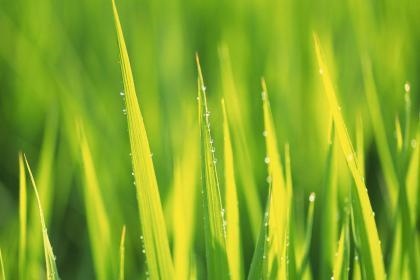 属鸡今年下半年感情婚姻如何，1981年属鸡烂桃花运2022