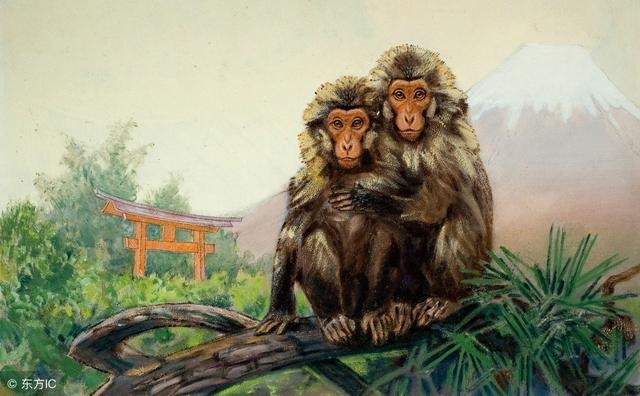 属猴和什么属相最合适最合财，猴子和什么属相合