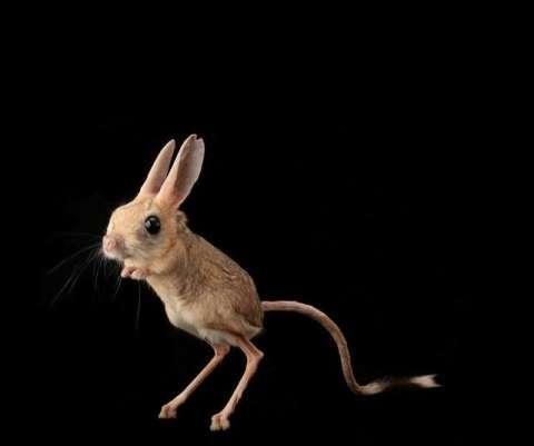 喜欢鼠类的人性格，喜欢猫的女生心理学