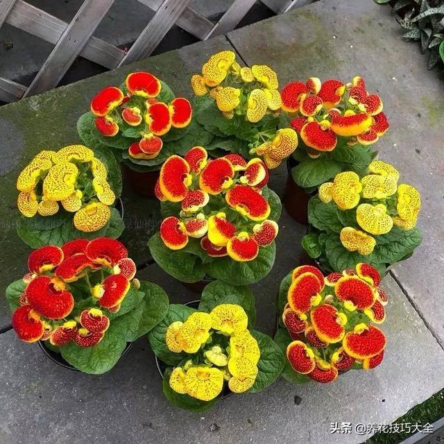 属鼠的养什么花最旺财招财，十二属相适合养什么花