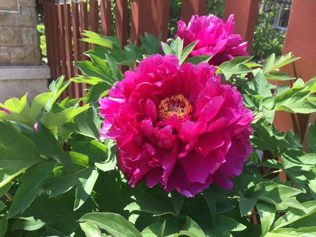 属牛本命年的人运势如何，牛人本命年过后运势