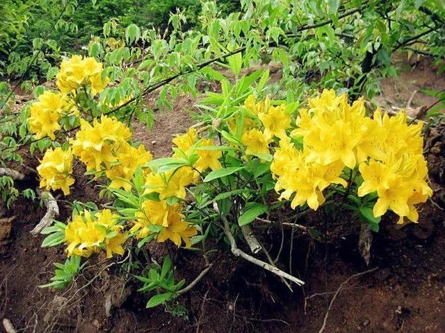 2年属鼠女的微信头像，1972年女微信头像用什么好"