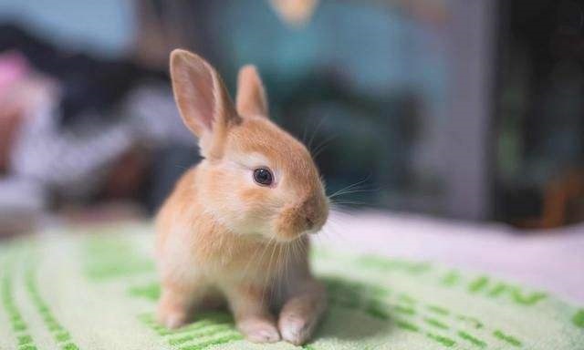 8年与99年的婚姻合吗,98年男和99年女婚姻如何"