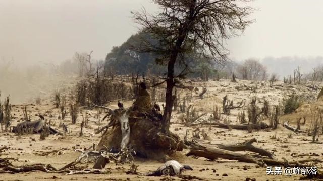 鼠的克星有哪些，马鼠千万别在一起