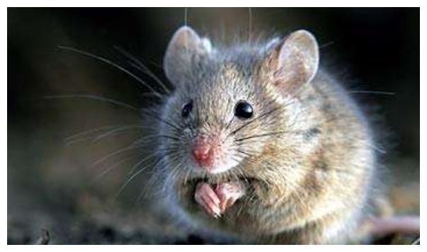 984年的鼠是什么命运,1984年属鼠2022