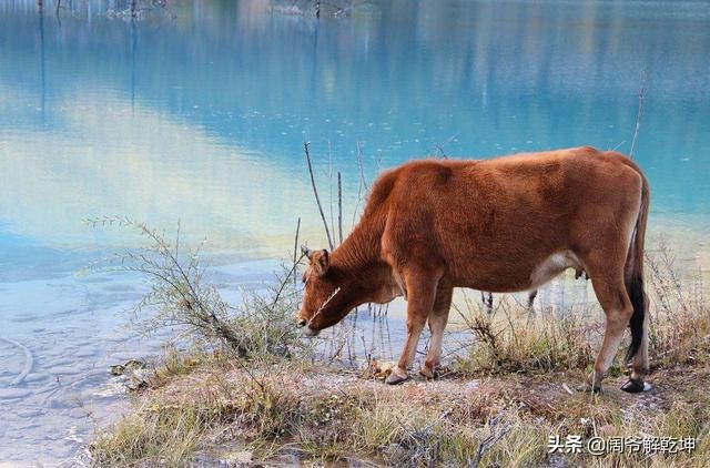 4年属鼠人明日运势,1985年属牛2022