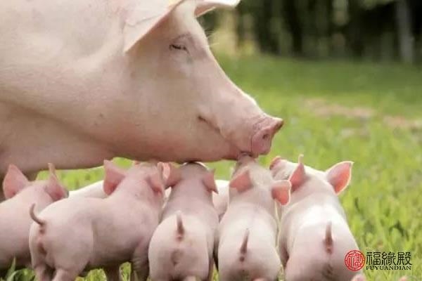 5属猪女人婚姻命运,71年属猪50岁有一灾"