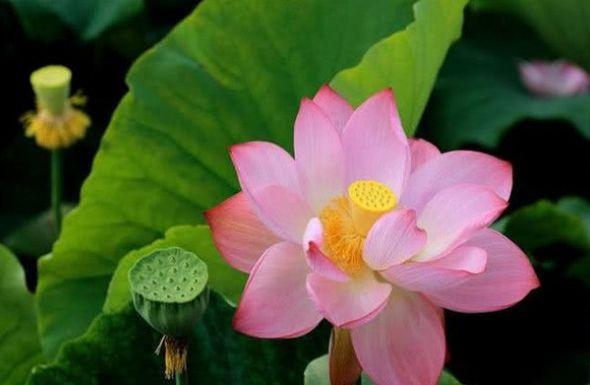 婚后最傲气的生肖女，最强势的三个生肖女