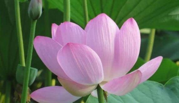 婚后最傲气的生肖女,最强势的三个生肖女