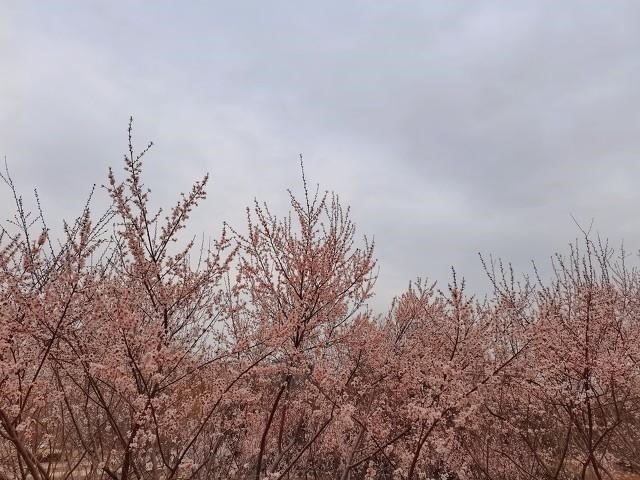 属鼠女人对待婚外情，属鼠女对待感情专一吗