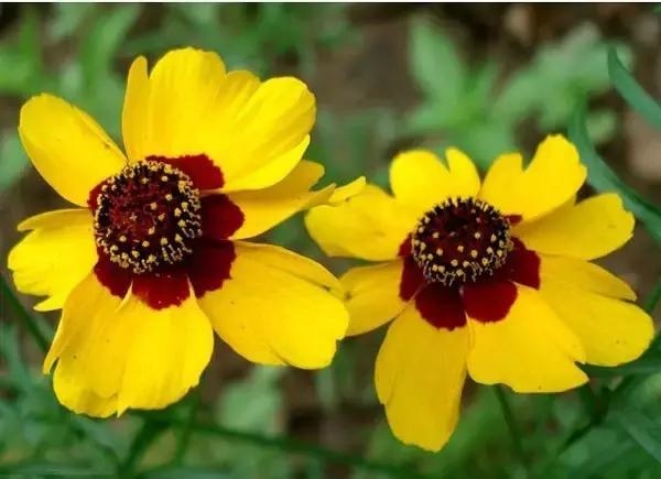 属鼠的养什么动物旺财，生肖鼠适合做什么行业