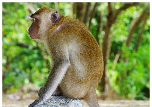 8年属猴54岁命中注定，1968年2022