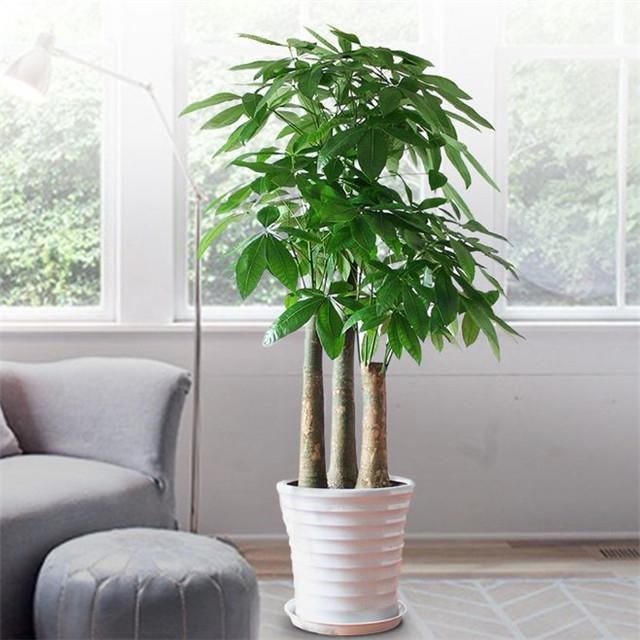 属老鼠的种什么植物旺财，生肖鼠都能养什么花