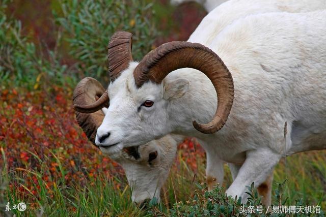 属羊的今年财运好不好,属虎的今年财运方向