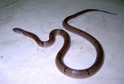 001年女蛇的一生命运,属蛇的几月女人命好"