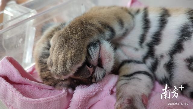 013取名大全，2013蛇年男宝宝好名字"