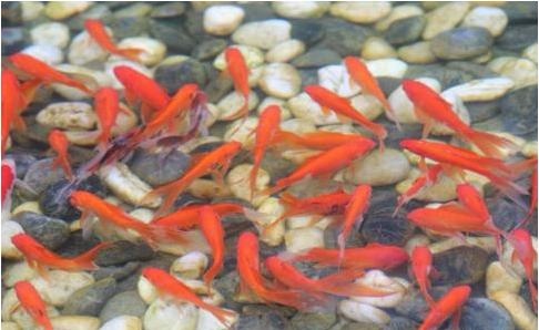 属鼠初九那天和什么属相相克,十二生肖排序表图片2022