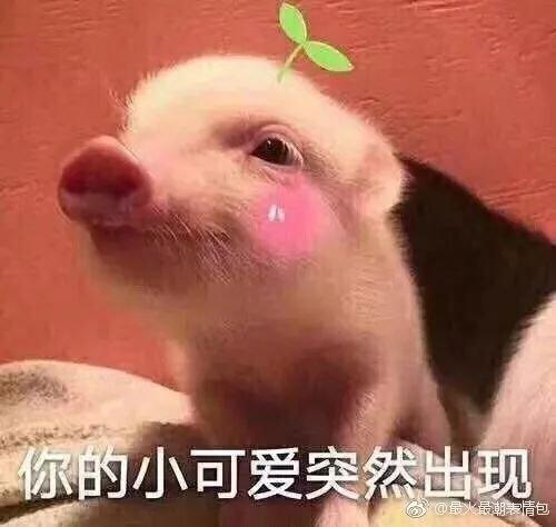 猪年犯冲的属相，2022 年属猪和什么相冲