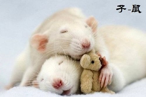 属鼠的是多大年龄,72年属鼠48岁有一灾2022