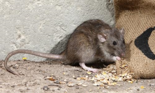 984属鼠生牛宝宝好不好，2022年虎宝宝父母相克"