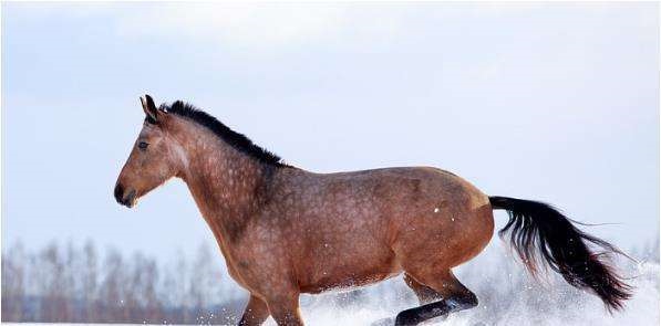 马的更佳婚配属相，属马男女婚配表大全