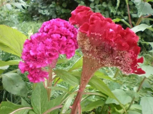 属鼠的养什么动物旺财，生肖鼠适合做什么行业