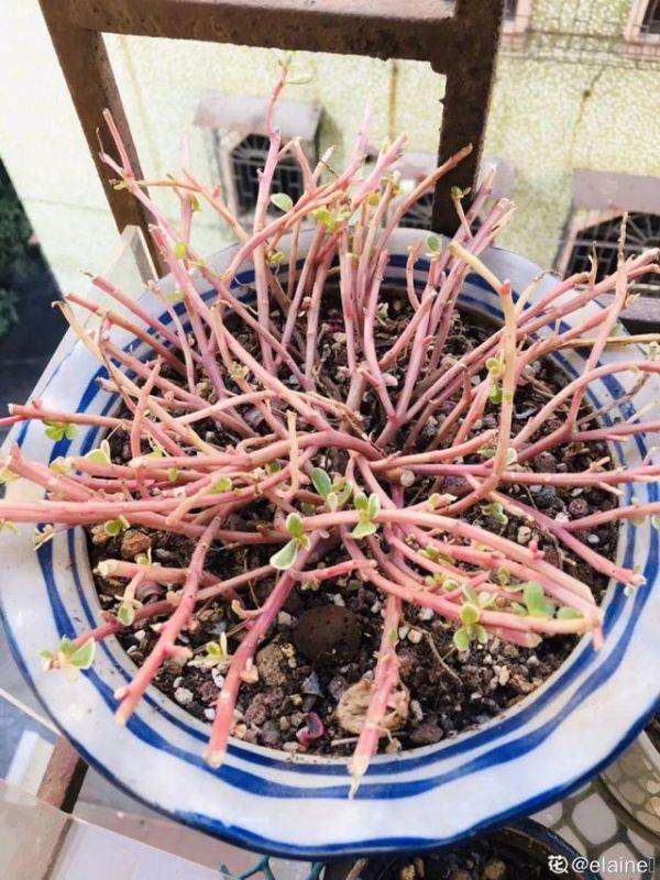 老鼠不喜欢什么植物，负鼠不喜欢什么植物