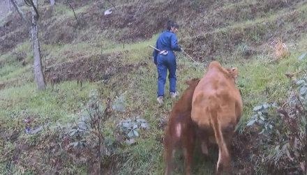 0后牛年是哪一年，90后有属牛的吗"