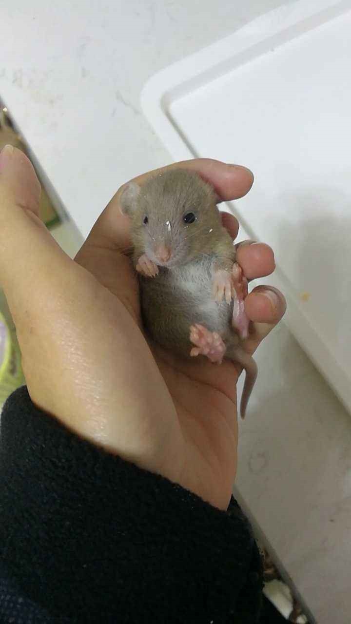 老鼠最不喜欢什么气味，梦见被老鼠咬是什么意思