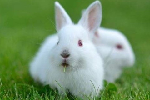 属兔的跟什么最配,属兔贵人在哪