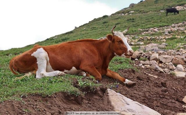 984属鼠生牛宝宝好不好，2022年虎宝宝父母相克"