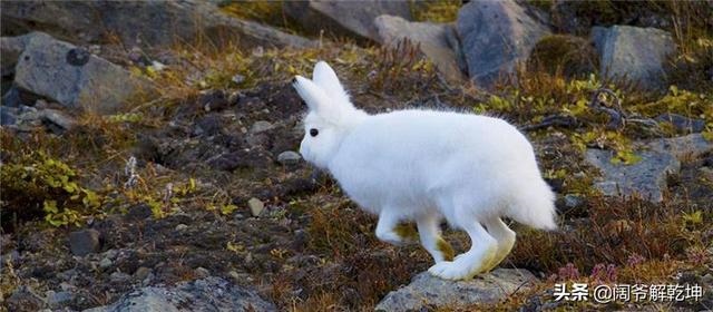 4年属鼠人明日运势,1985年属牛2022