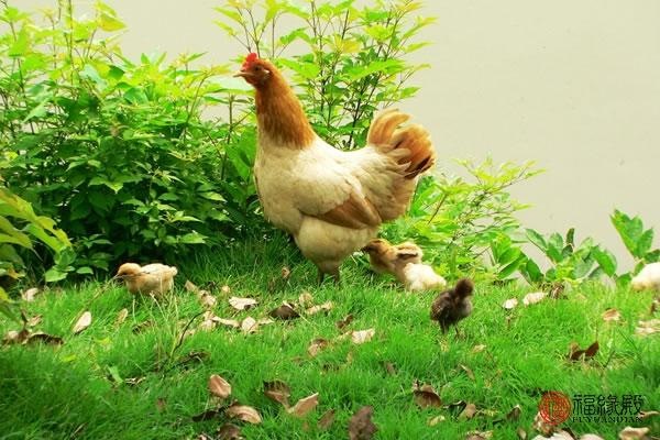 983年属猪女婚姻如何，83年属猪女人感情归宿"