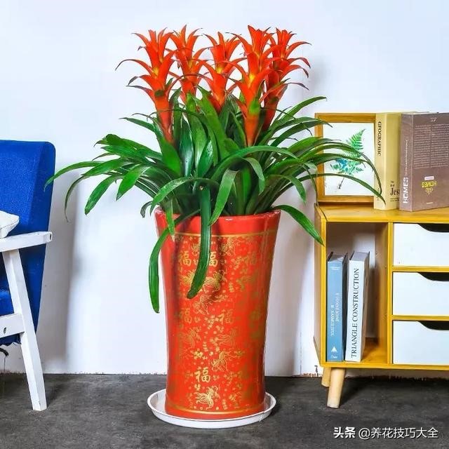 属鼠的养什么花最旺财招财，十二属相适合养什么花