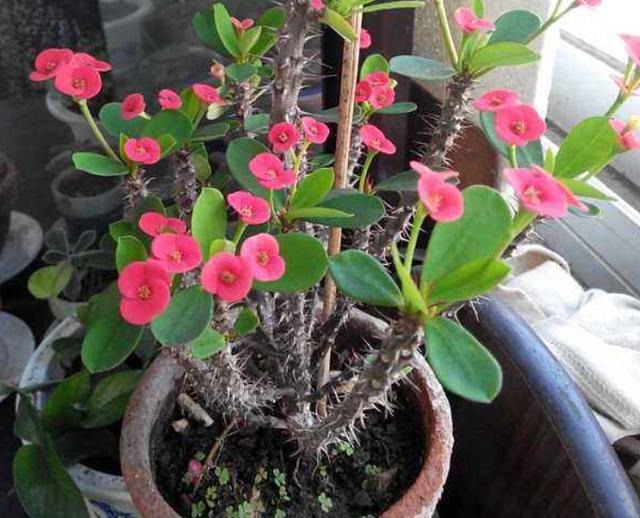 一生属鼠适合养什么树，96年属鼠八月的是什么命