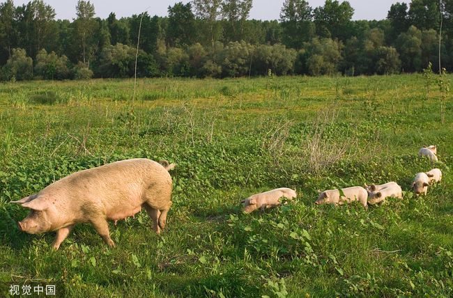 3年的猪什么命，93年的鸡是什么命"