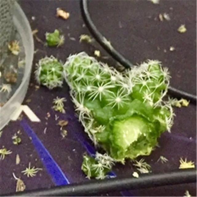 老鼠不喜欢什么植物，负鼠不喜欢什么植物