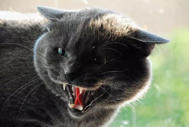 猫叫声驱鼠器赶老鼠的猫叫，猫叫声音驱赶老鼠