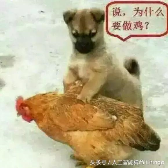 属鼠的犯冲属鸡，12生肖婚姻匹配