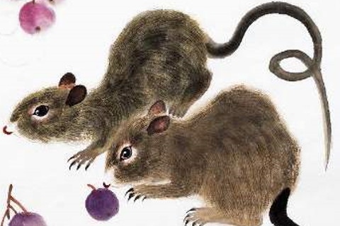 984的鼠属于什么命,1984女鼠一生几次婚姻"