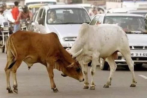 5牛比90马大几岁，马牛b到底是怎么出名的"