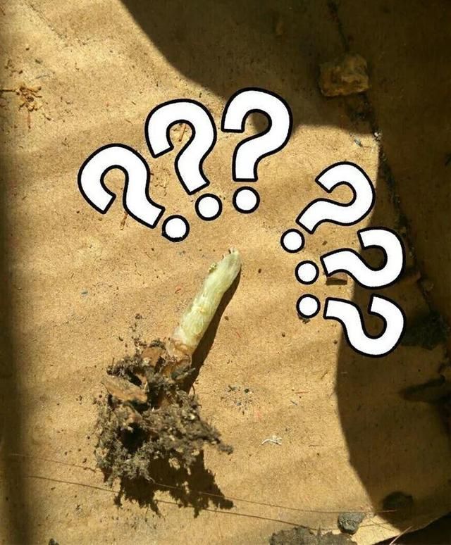 老鼠不喜欢什么植物，负鼠不喜欢什么植物